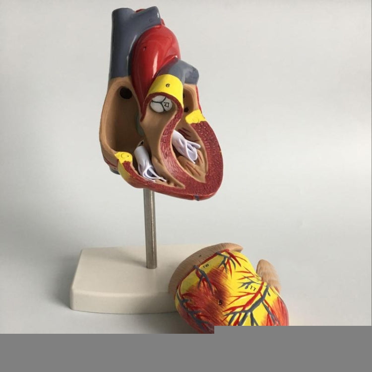 1: 1 Human Heart anatomical Model Medical Cardiology Heart anatomy teaching model with number mark, Human Heart Anatomical Model